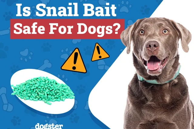 Is Snail Bait Safe for Dogs? Vet-Reviewed Safety Tips
