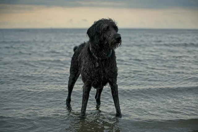 Weimardoodle (Weimaraner & Poodle Mix): Info, Pictures, Care & More