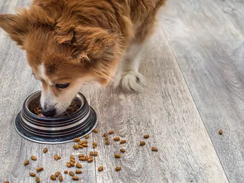7 Best Low-Fat Dog Foods in 2026 - Reviews & Top Picks