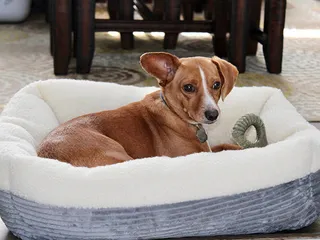 10 Dog Breeds That Look Like Chihuahuas: With Info & Pictures