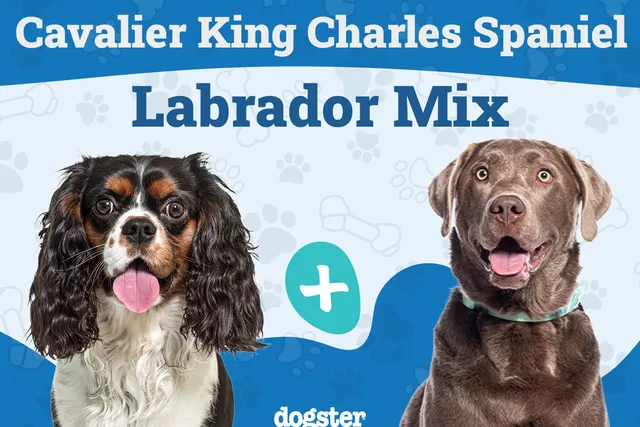 Cavador: Dog Breed Info, Pictures, Care Guide & More