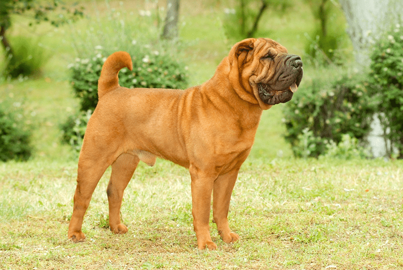 Chinese Shar Pei