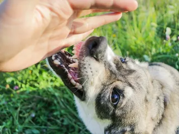 How to Stop Redirected Aggression in Dogs: Vet-Verified Tips & FAQ