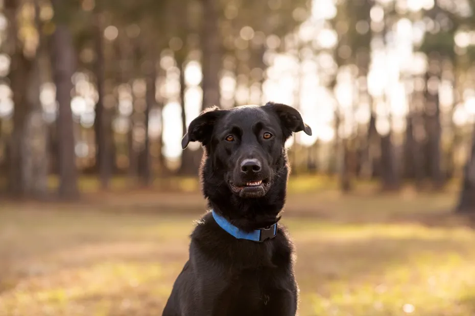 Black German Shepherd mix with floppy ears at a park