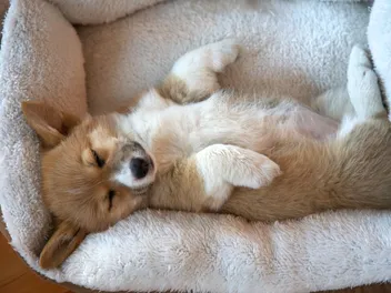6 Best Puppy Beds in 2026: Reviews & Top Picks