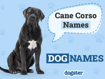 160 Cane Corso Names: Male & Female Names With Meanings