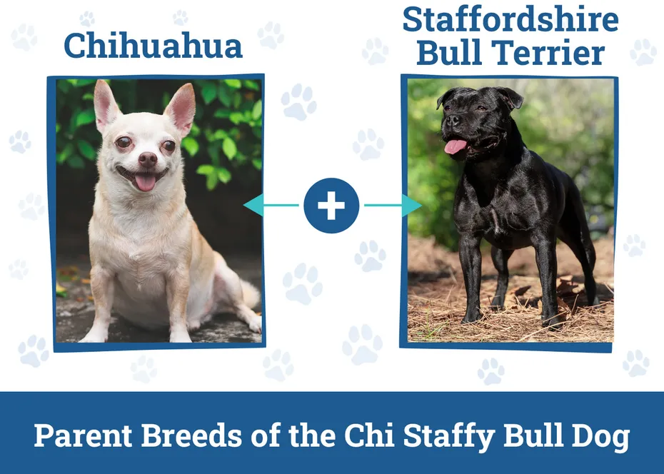 Parent Breeds of the Chi Staffy Bull Dog