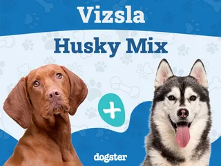 Vizsla Husky Mix: Info, Pictures, Care Guide & More