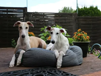 Sighthounds: Breeds, Jobs & Facts (With Info & Pictures)