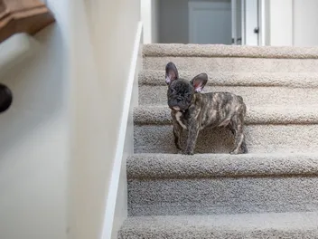 How to Potty Train a French Bulldog: 8 Vet Approved Tips & Tricks