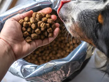 How to Calculate Pet Food Dry Matter Basis (With Calculator)