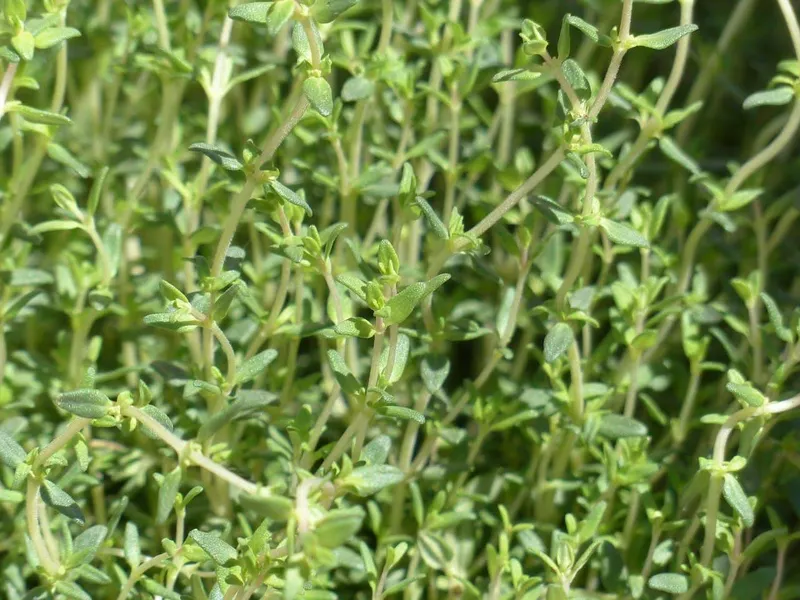 thyme
