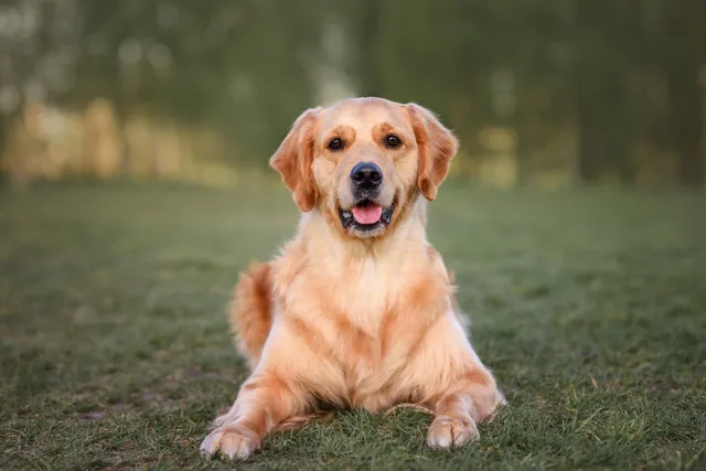At What Age Is a Dog a Teenager? Vet-Verified Facts & Explanation