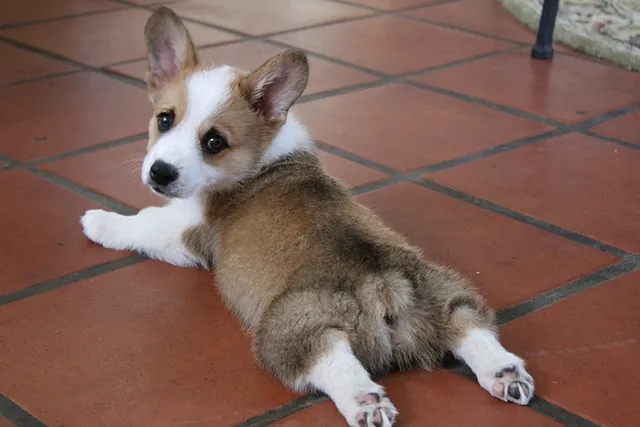 What Is a Sploot? 3 Theories Why Cats & Dogs Do It