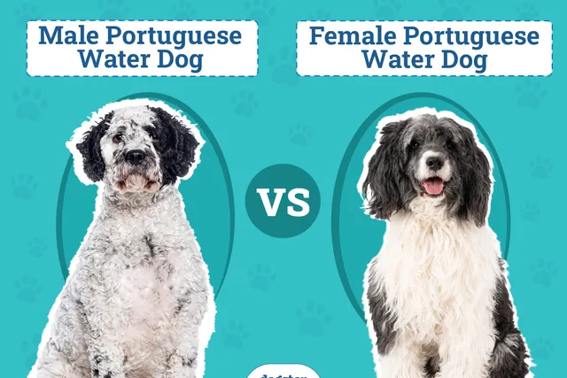 Male vs Female Portuguese Water Dogs: The Differences (With Pictures)