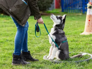 How to Train a Dog Not to Run Away When Off-Leash: 5 Vet Approved Tips