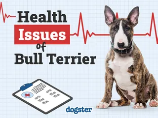 7 Bull Terrier Health Issues to Look Out For (Vet Answer)