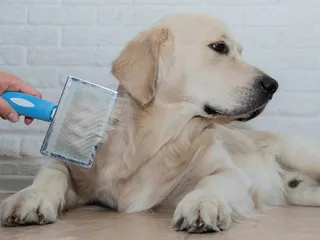 9 Best Dog Brushes for Shedding in 2026 - Reviews & Top Picks