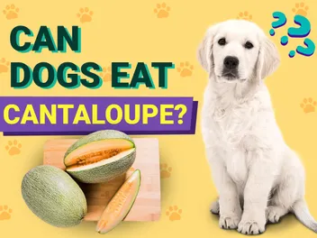 Can Dogs Eat Cantaloupe? Vet-Approved Nutrition Facts