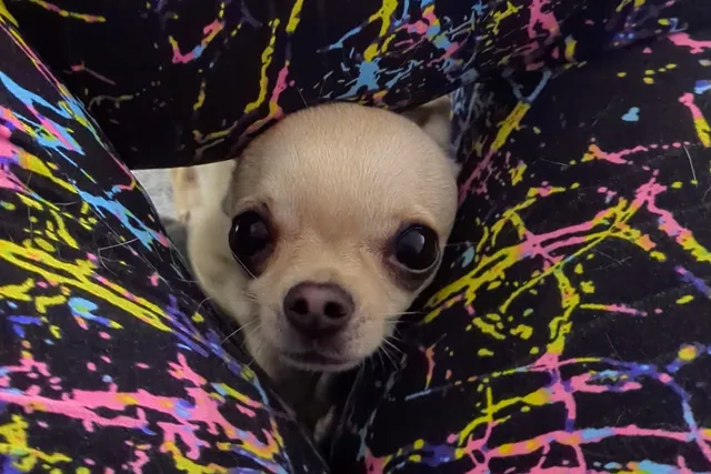 Jumping Chihuahuas: Ned Finds a Loophole