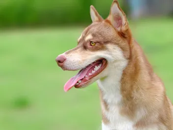 Horgi (Siberian Husky & Corgi Mix): Info, Pictures, Care & More