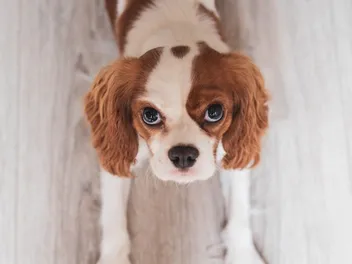 How Long Do Cavalier King Charles Spaniels Live? Average Lifespan,  Vet-Reviewed Data & Care