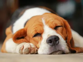 Do Dogs Have Nightmares? Vet-Verified Canine Facts