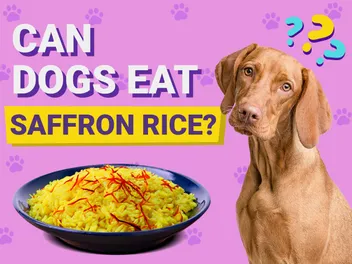 Can Dogs Eat Saffron Rice? Vet-Verified Facts & Safety Guide
