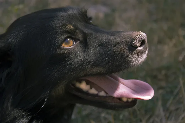 Discoid Lupus Erythematosus (DLE) in Dogs: Our Vet Explains the Causes, Signs & Care
