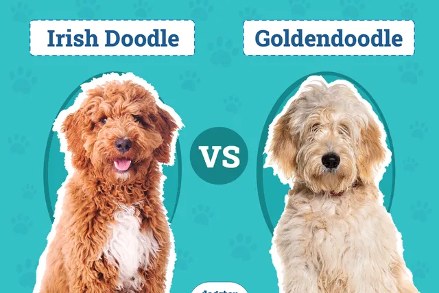 Irish Doodle vs Goldendoodle: The Differences (With Pictures)