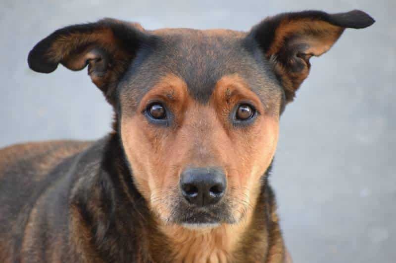 close up of a street dog