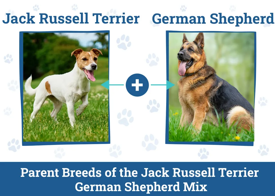 Jack Russell Terrier German Shepherd Mix