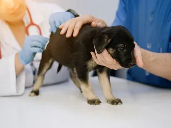 My Puppy Still Has Worms After Deworming: Our Vet Explains