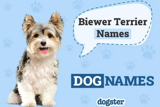 165 Popular & Unique Biewer Terrier Names: Ideas for Petite and Sweet Dogs