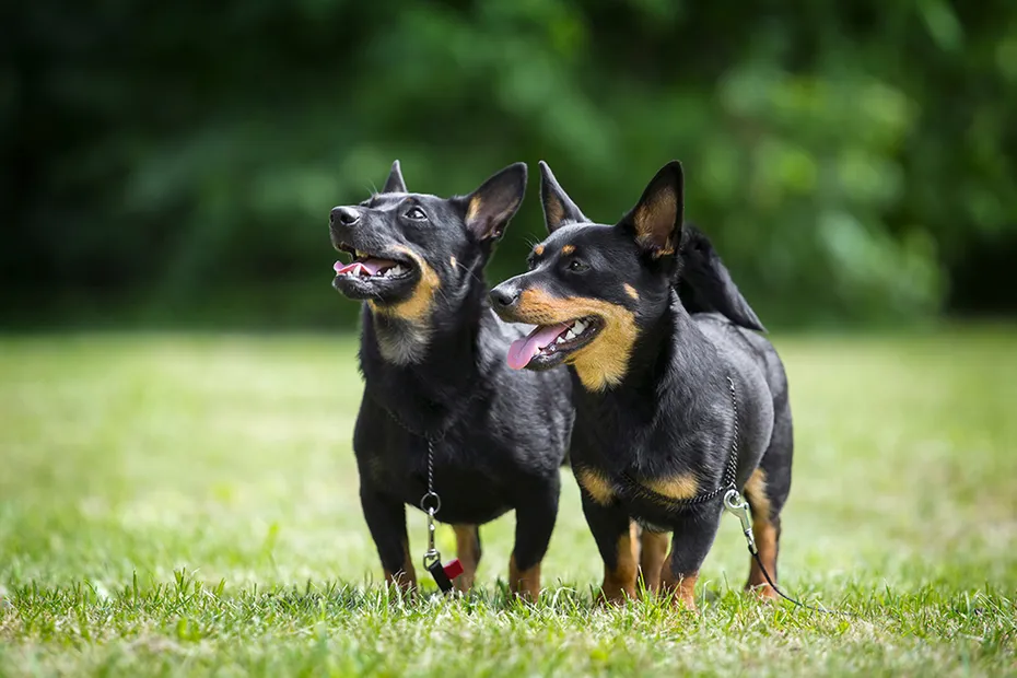 a couple of Lancashire Heeler dogs