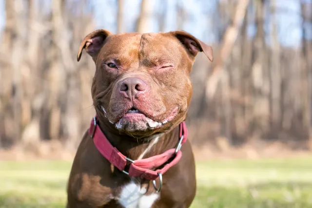 10 Common Pitbull Skin Issues & How to Treat Them (Vet Answer)