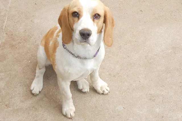 How to Clean a Beagle's Ears: 6 Vet-Approved Steps