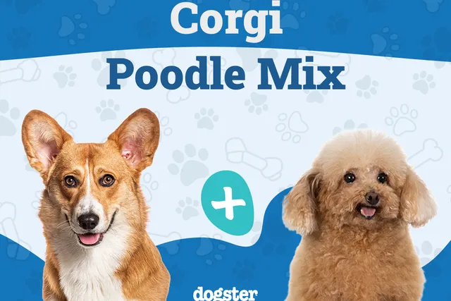 Corgipoo (Corgi Poodle Mix) Dog Breed: Info, Pictures, Care & More