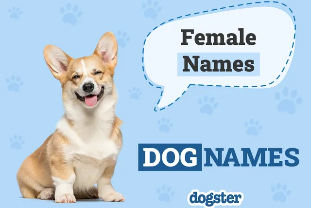 150+ Unique Female Dog Names With Meanings