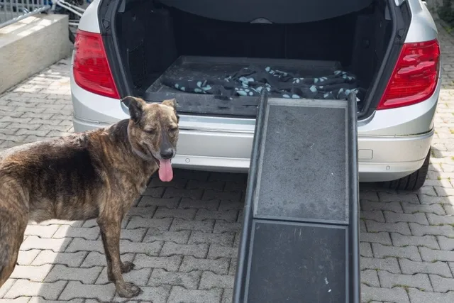 15 DIY Dog Ramp Plans You Can Make Today (With Pictures)