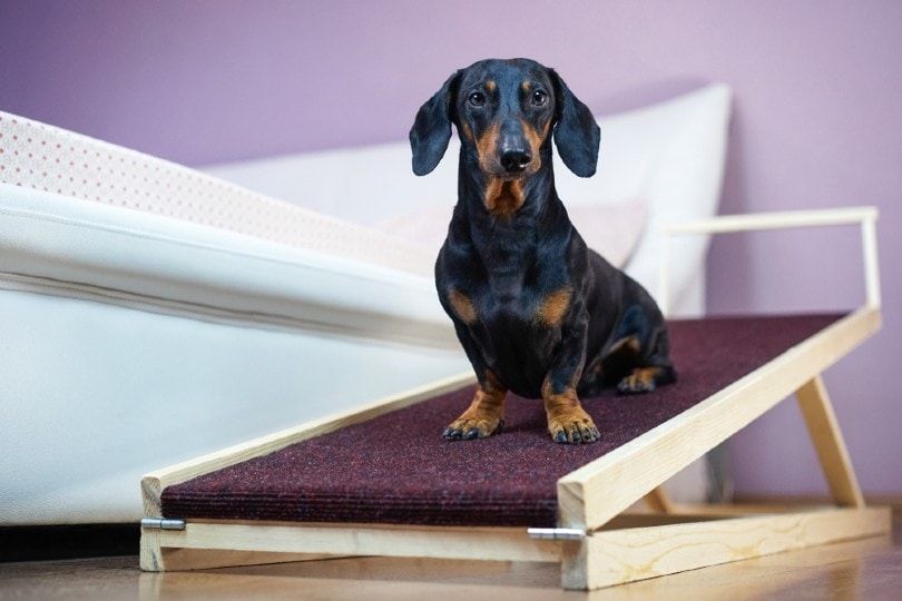 dachshund using dog ramp at home