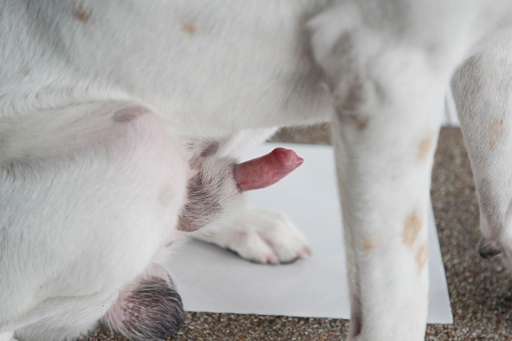 Erect penis of a dog up close
