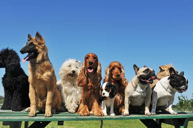 10 Most Popular Dog Breeds in Texas in 2026 (With Info & Pictures)