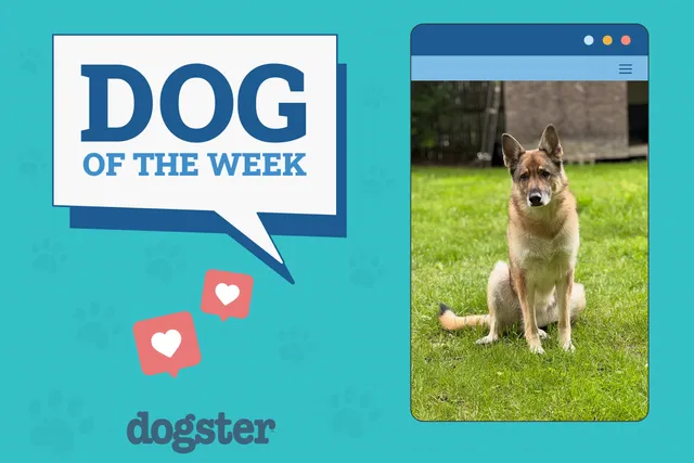 Dogster Photo Contest: Dogs of the Week Winners (July, 3 2025)