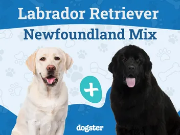 Lab Newfie Mix: Info, Pictures, Care & More