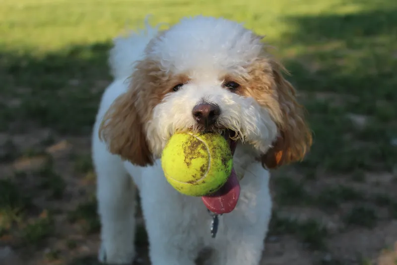 Bichon Poo dog with ball in its mouth