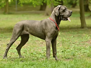 10 Best Dog Foods for Great Danes in 2026 - Reviews & Top Picks