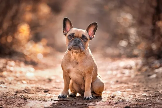 Fawn French Bulldog: Info, Pictures, Origin & History