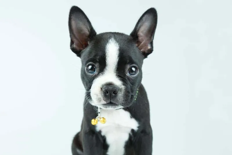 Boston Huahua