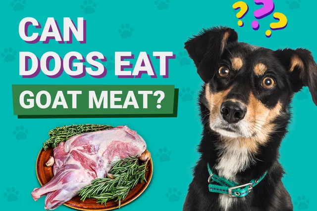 Can Dogs Eat Goat Meat? Vet-Approved Facts & FAQ